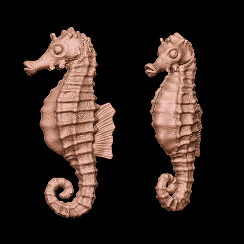 seahorse